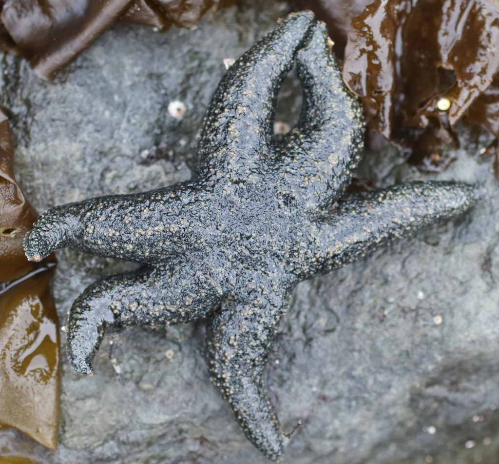 Leptasterias alaskensis