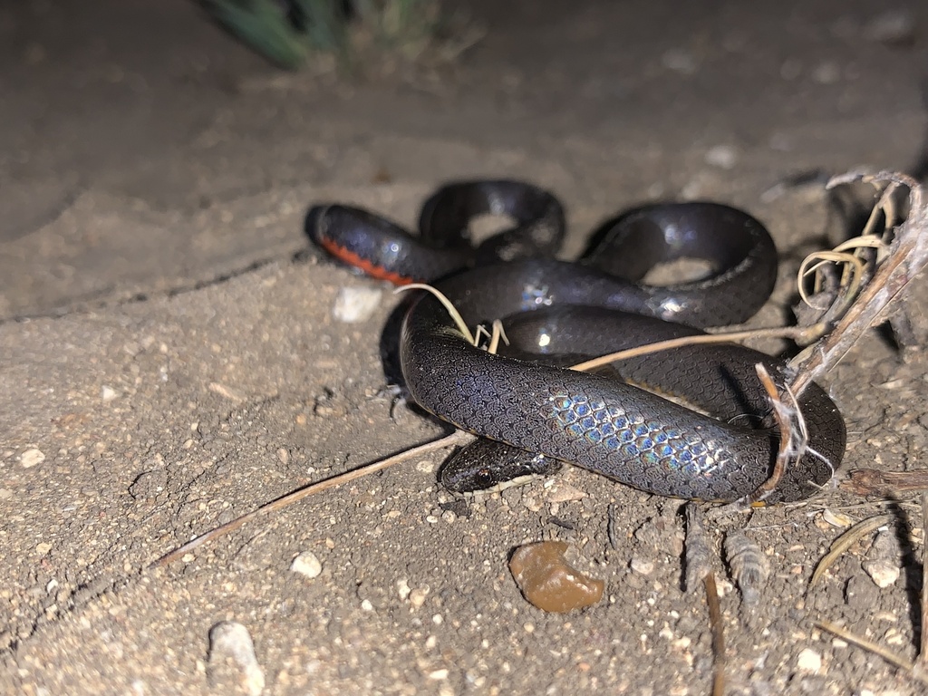 Prairie Ringneck Snake In September 2023 By Kevin Graham · INaturalist