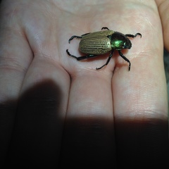 Pelidnota sanctijacobi