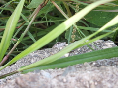 Anolis sagrei