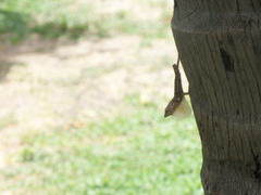 Anolis lineatopus