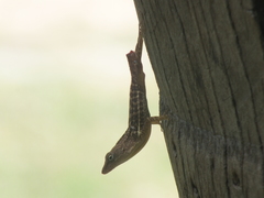 Anolis lineatopus
