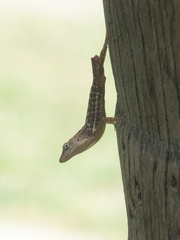 Anolis lineatopus