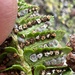 Polystichum kruckebergii × lonchitis - Photo 由 Steve Ansell 所上傳的 (c) Steve Ansell，保留部份權利CC BY-NC