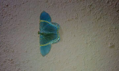 Phrygionis privignaria