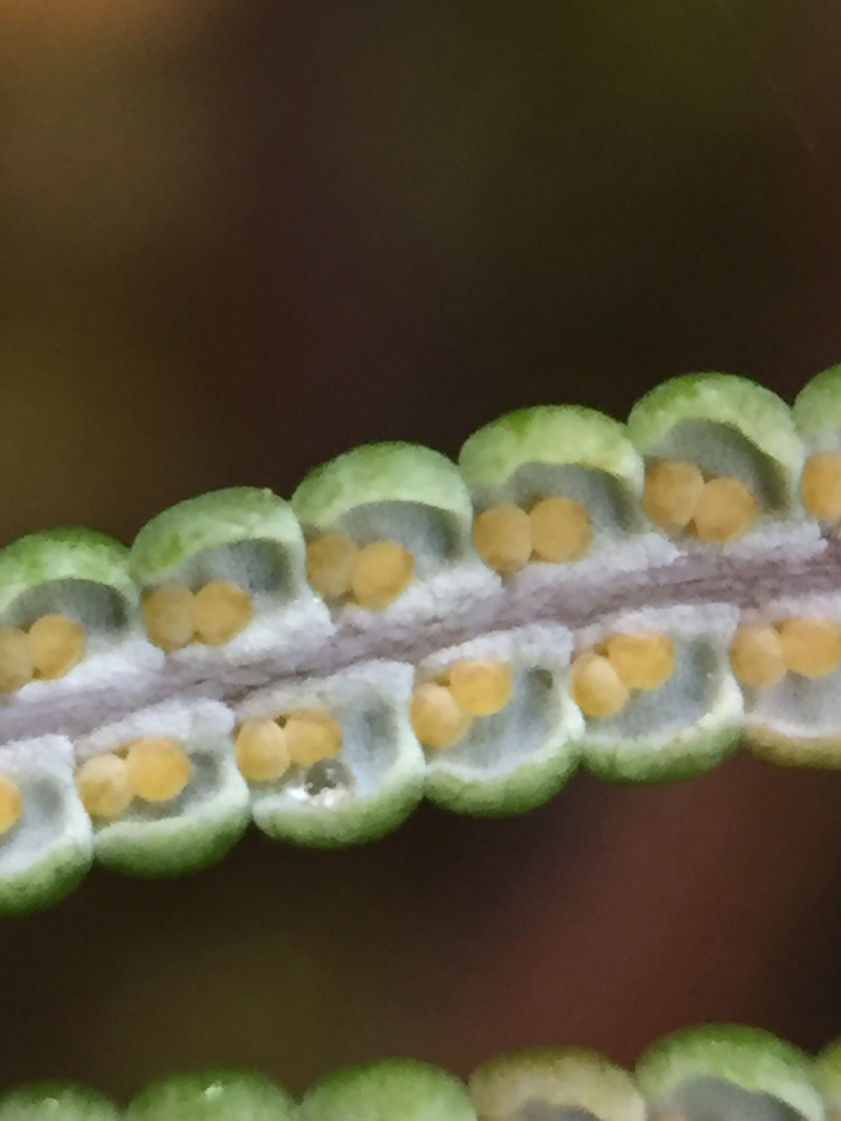 Pouched Coral Fern