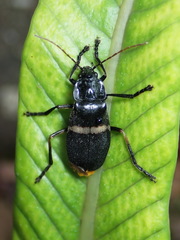 Chauliognathus tripartitus