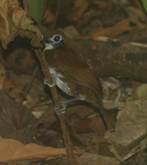 Gymnopithys bicolor