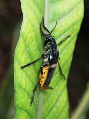 Chauliognathus tripartitus
