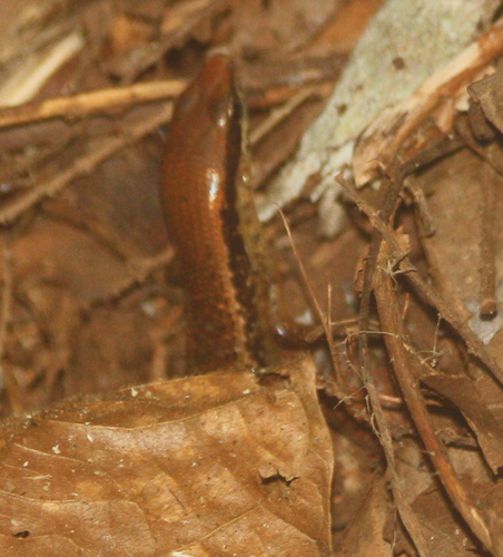 Marisora unimarginata