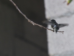 Mellisuga minima