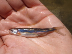Notropis rubellus