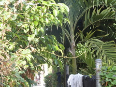 Mellisuga minima