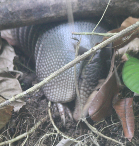 Dasypus fenestratus