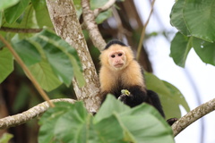 White-Headed Capuchin photo 4