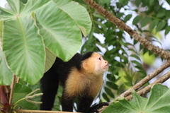 White-Headed Capuchin photo 3