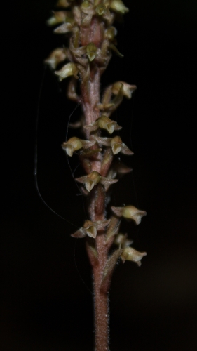 Image of Lined Goodyera (Goodyera striata) by (c) Ángela Patricia Rojas Cortés, some rights reserved (CC BY-SA)