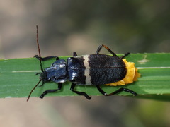 Chauliognathus tripartitus