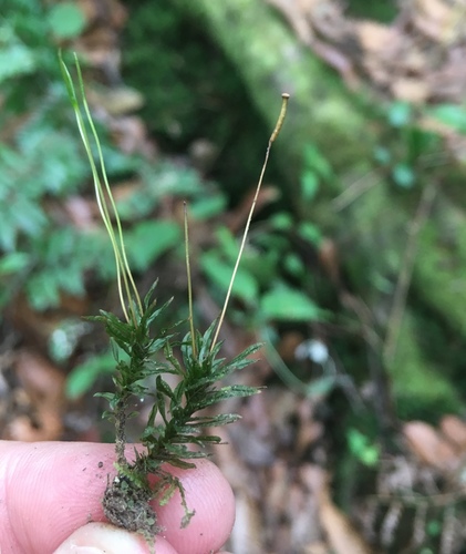 Atrichum oerstedianum observed 2019-02-22