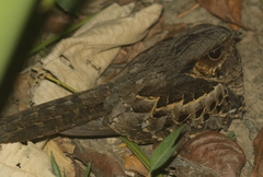 Nyctidromus albicollis image