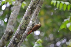 Xiphorhynchus fuscus