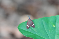 Cyclosia papilionaris