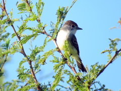 Xenopsaris albinucha