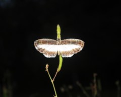 Nymphidium mantus image