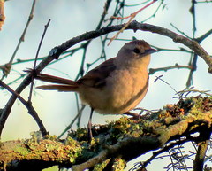 Phacellodomus sibilatrix