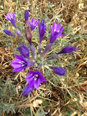 Triteleia laxa