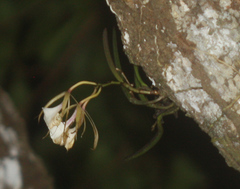 Brassavola