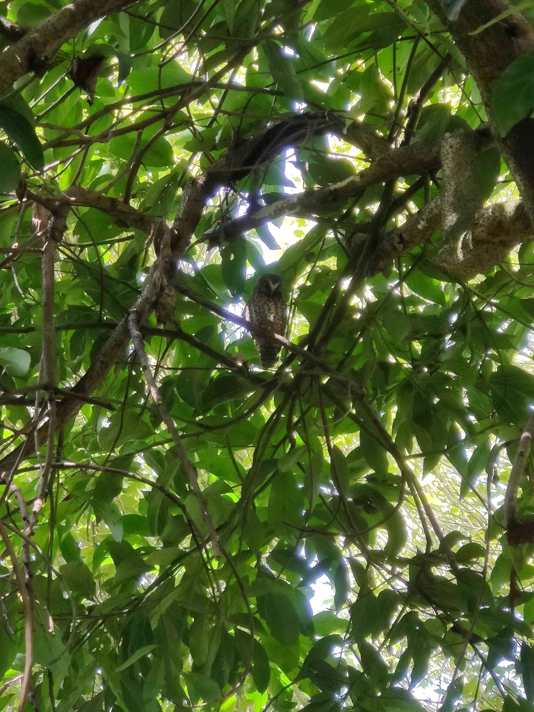 New Zealand Morepork from Hamilton, NZWK, NZ on September 18, 2023 at