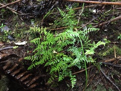 Lindsaea trichomanoides