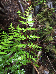 Lindsaea trichomanoides