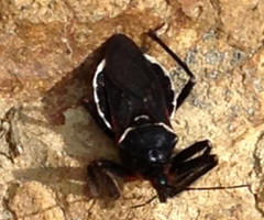 Apiomerus californicus