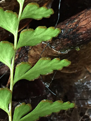Lindsaea trichomanoides