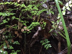 Lindsaea trichomanoides
