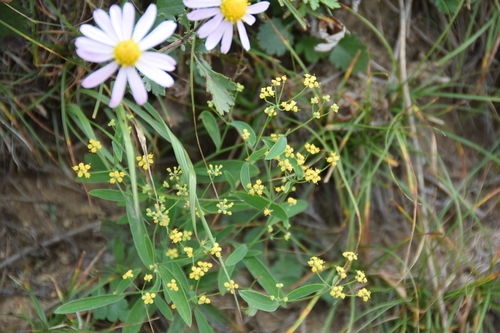 Bupleurum chinense iNat (3)