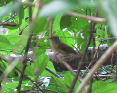 Tunchiornis ochraceiceps