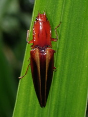 Semiotinae