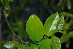 Phyllostylon rhamnoides