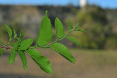 Phyllostylon rhamnoides