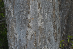 Phyllostylon rhamnoides