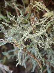 Cladonia scabriuscula