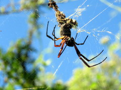 Trichonephila sexpunctata