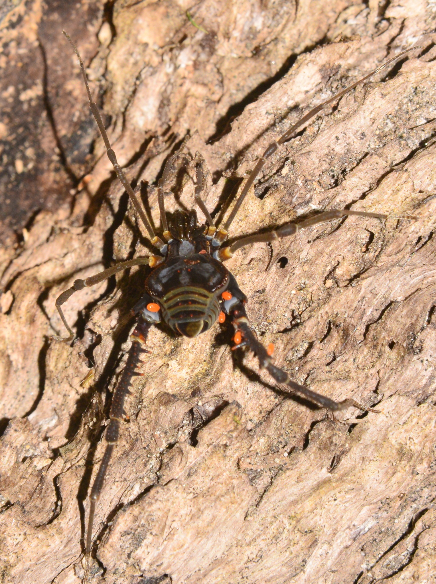 アカザトウムシ亜目 (亜目 Laniatores) · iNaturalist