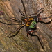 Sadocus polyacanthus - Photo (c) Damon Tighe, algunos derechos reservados (CC BY-NC)