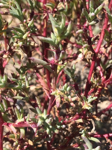 Sclerolaena intricata, 2023-09-18