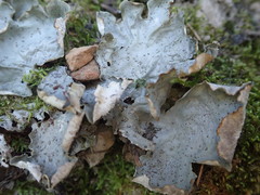 Peltigera britannica