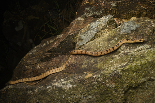 Chinese Slug Snake